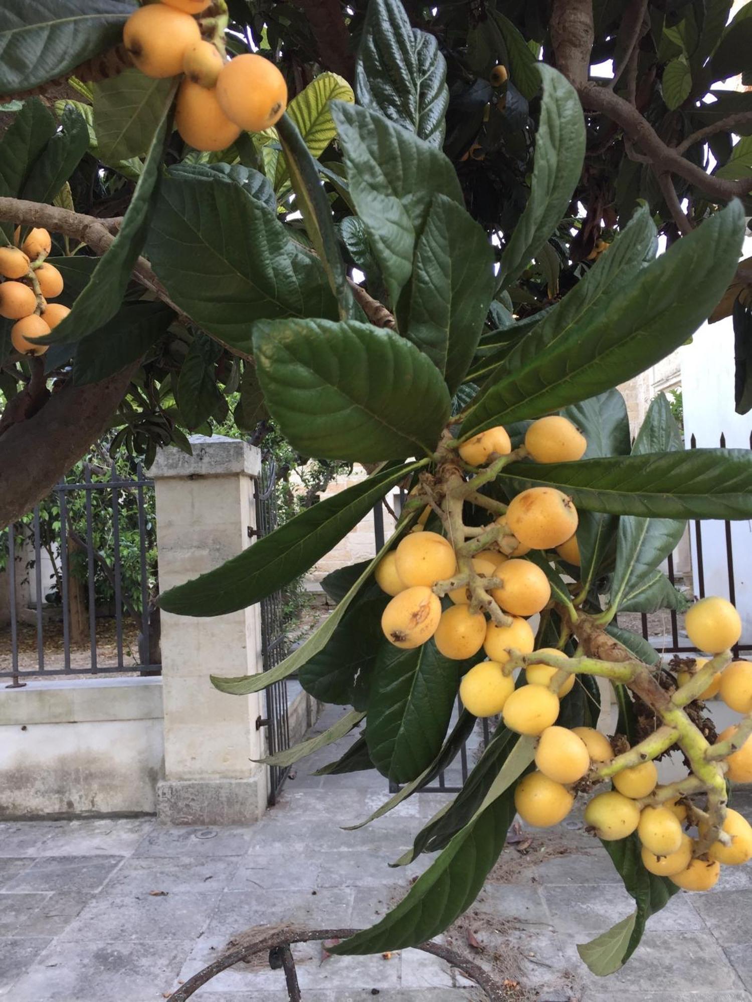 Palazzo De Carlo E Il Parco Dei 7 Pozzi Lecce Exterior foto